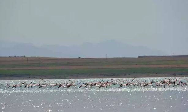Arin Gölü'nde flamingo şöleni - Resim: 5